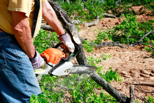 Best Tree Cabling and Bracing  in Granger, IN